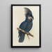 Large Black Cockatoo of New Guinea or Goliath Aratoo - Alexander Francis Lydon — framed artwork on a wall