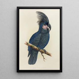 Large Black Cockatoo of New Guinea or Goliath Aratoo - Alexander Francis Lydon — framed artwork on a wall