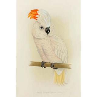 Large Salmon-Crested Cockatoo Painting - Alexander Francis Lydon — artwork view