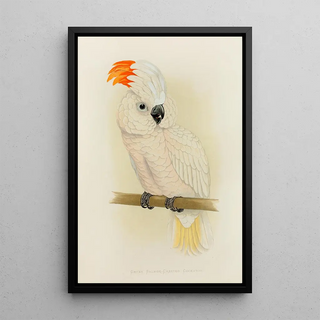 Large Salmon-Crested Cockatoo Painting - Alexander Francis Lydon — framed artwork on a wall