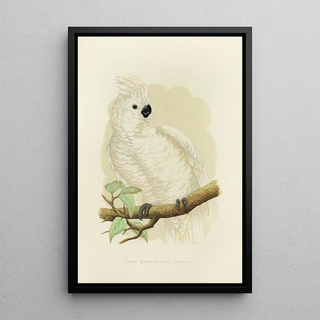 Reproduction of the painting Large White-crested Cockatoo Painting - Alexander Francis Lydon