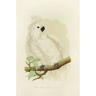 Reproduction of the painting Large White-crested Cockatoo Painting - Alexander Francis Lydon