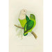the Gray-headed or Madagascar Lovebird - Alexander Francis Lydon — artwork view