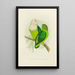 the Gray-headed or Madagascar Lovebird - Alexander Francis Lydon — framed artwork on a wall