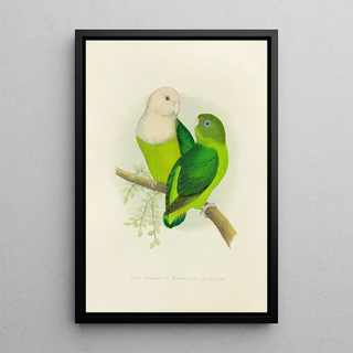 the Gray-headed or Madagascar Lovebird - Alexander Francis Lydon — framed artwork on a wall