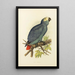 Gray Parrot - Alexander Francis Lydon — framed artwork on a wall