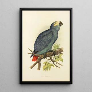 Gray Parrot - Alexander Francis Lydon — framed artwork on a wall