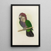 Reproduction of the painting Parrot with falcon head or frilled parrot - Alexander Francis Lydon