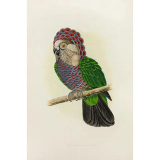Reproduction of the painting Parrot with falcon head or frilled parrot - Alexander Francis Lydon
