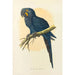 Ara hyacinth - Alexander Francis Lydon — artwork view
