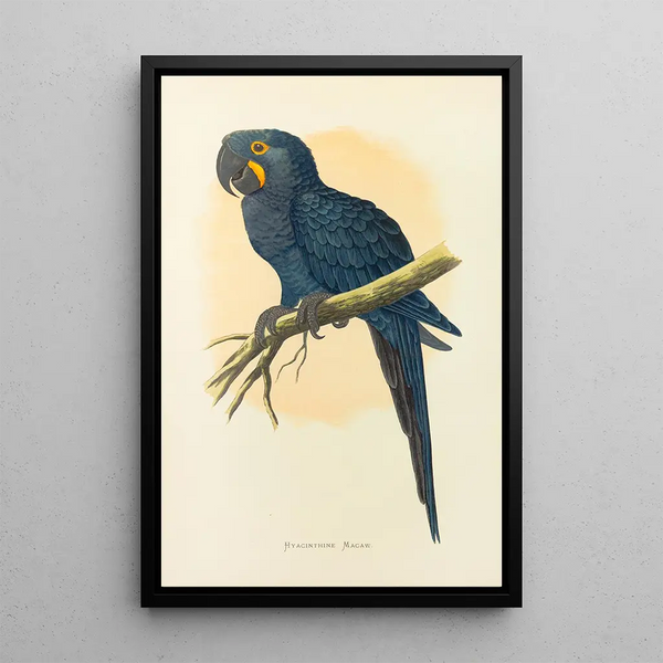 Ara hyacinth - Alexander Francis Lydon — framed artwork on a wall
