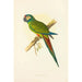 Reproduction of the painting Ara d'Illiger - Alexander Francis Lydon
