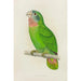 Parrot of Jamaica or Amazon with white forehead - Alexander Francis Lydon — artwork view