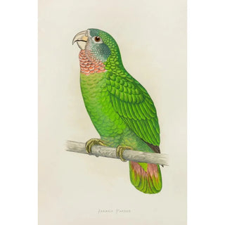 Parrot of Jamaica or Amazon with white forehead - Alexander Francis Lydon — artwork view