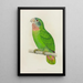 Parrot of Jamaica or Amazon with white forehead - Alexander Francis Lydon — framed artwork on a wall