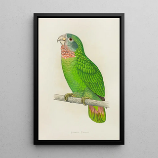 Parrot of Jamaica or Amazon with white forehead - Alexander Francis Lydon — framed artwork on a wall