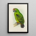 Reproduction of the painting Parrot of the Garden - Alexander Francis Lydon