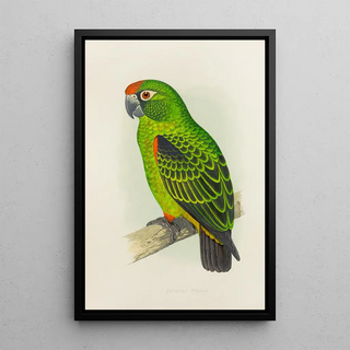 Reproduction of the painting Parrot of the Garden - Alexander Francis Lydon
