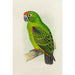 Reproduction of the painting Parrot of the Garden - Alexander Francis Lydon