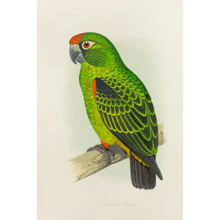 Reproduction of the painting Parrot of the Garden - Alexander Francis Lydon