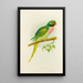 Reproduction of the painting Java Parakeet Painting - Alexander Francis Lydon