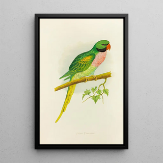 Reproduction of the painting Java Parakeet Painting - Alexander Francis Lydon