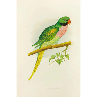 Reproduction of the painting Java Parakeet Painting - Alexander Francis Lydon