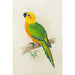 Conure de Jendaya - Alexander Francis Lydon — artwork view