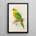 Conure de Jendaya - Alexander Francis Lydon — framed artwork on a wall