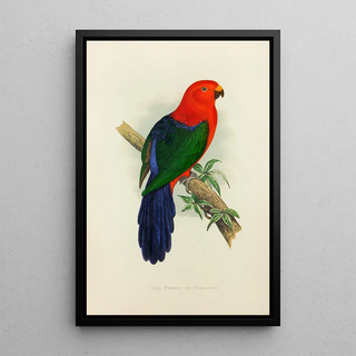 Reproduction of the painting Royal Parrot or King Parakeet - Alexander Francis Lydon