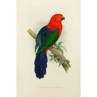 Reproduction of the painting Royal Parrot or King Parakeet - Alexander Francis Lydon