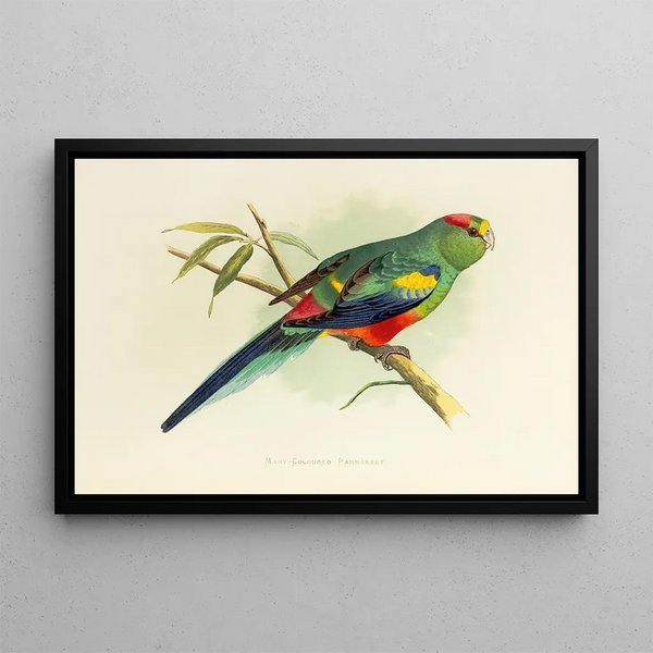 Multicolored Parakeet Painting - Alexander Francis Lydon — framed artwork on a wall