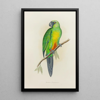 Reproduction of the painting Masked Parakeet - Alexander Francis Lydon