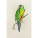 Reproduction of the painting Masked Parakeet - Alexander Francis Lydon