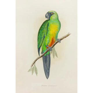 Reproduction of the painting Masked Parakeet - Alexander Francis Lydon