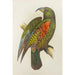 New Zealand Mountain Parrot or Kea - Alexander Francis Lydon — artwork view