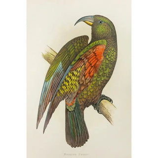 New Zealand Mountain Parrot or Kea - Alexander Francis Lydon — artwork view