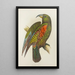 New Zealand Mountain Parrot or Kea - Alexander Francis Lydon — framed artwork on a wall
