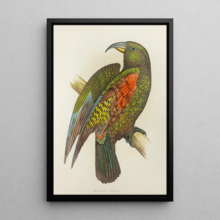 New Zealand Mountain Parrot or Kea - Alexander Francis Lydon — framed artwork on a wall