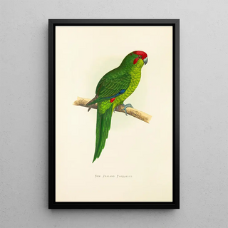Reproduction of the painting New Zealand Parakeet - Alexander Francis Lydon