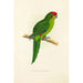 Reproduction of the painting New Zealand Parakeet - Alexander Francis Lydon