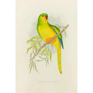 Reproduction of the painting Perruche à ventre orange - Alexander Francis Lydon