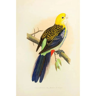 Rosella with pale head or powdery rosella - Alexander Francis Lydon — artwork view
