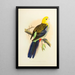 Rosella with pale head or powdery rosella - Alexander Francis Lydon — framed artwork on a wall