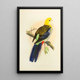 Rosella with pale head or powdery rosella - Alexander Francis Lydon — framed artwork on a wall