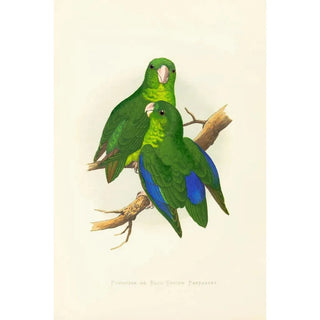 Perruche passérine ou perruche à ailes bleues - Alexander Francis Lydon — artwork view