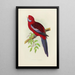Reproduction of the painting Perruche de Pennant - Alexander Francis Lydon