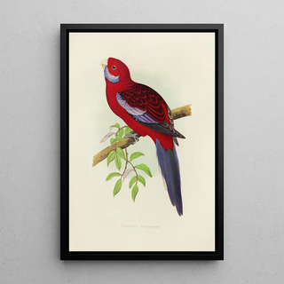 Reproduction of the painting Perruche de Pennant - Alexander Francis Lydon