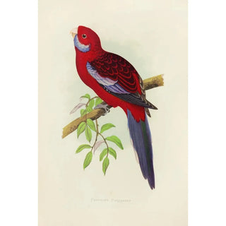 Reproduction of the painting Perruche de Pennant - Alexander Francis Lydon
