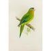 Conure de Petz - Alexander Francis Lydon — artwork view